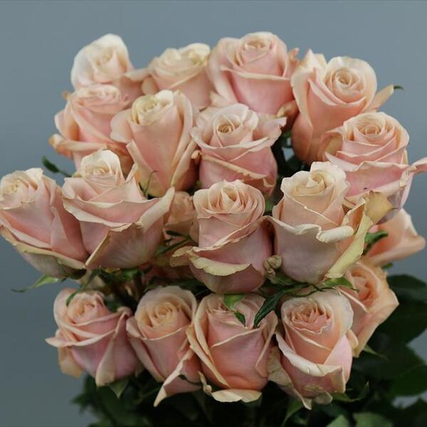 ROSA IMP. 50CM MOTHER OF PEARL