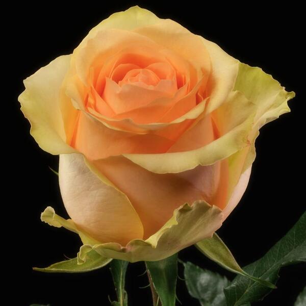 ROSA IMP. 50CM NECTARINE