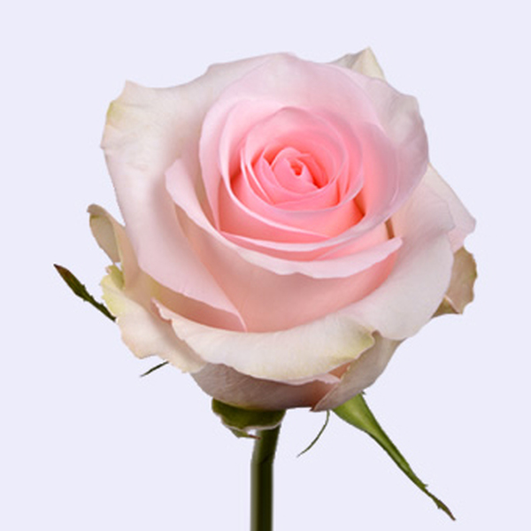 ROSA IMP. 50CM *NENA*