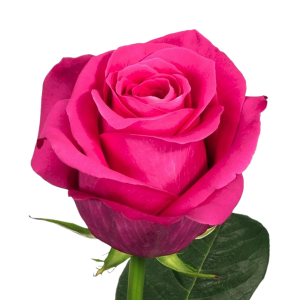 ROSA IMP. ALMA 50CM *PINK FLOYD*