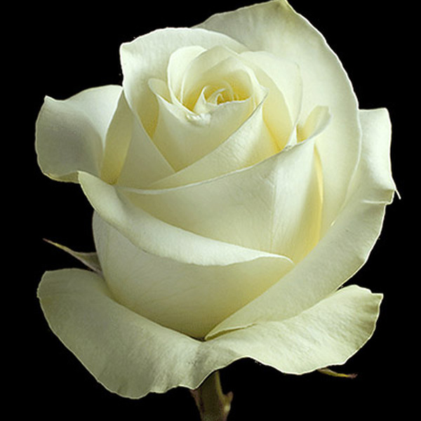 ROSA IMP. 50CM ALMA *POLAR STAR* 