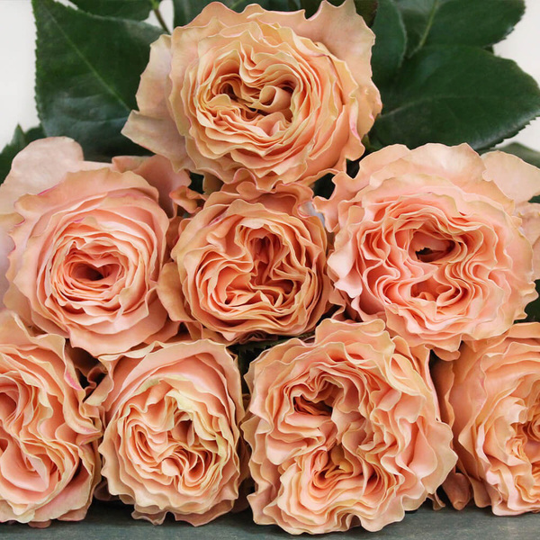 ROSA IMP. 50CM GARDEN *PRINCES CROWN* GARDEN