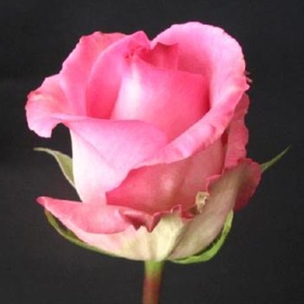 ROSA IMP. 50CM *PRICELESS*