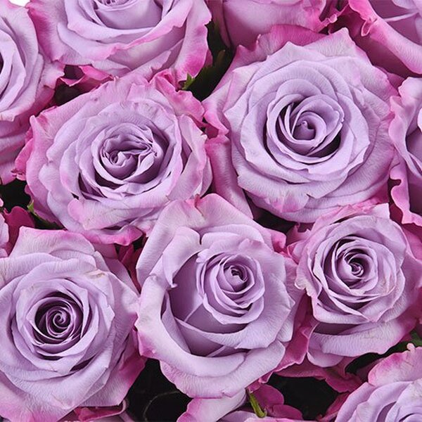 ROSA IMP. 50CM *PURPLE HAZE*