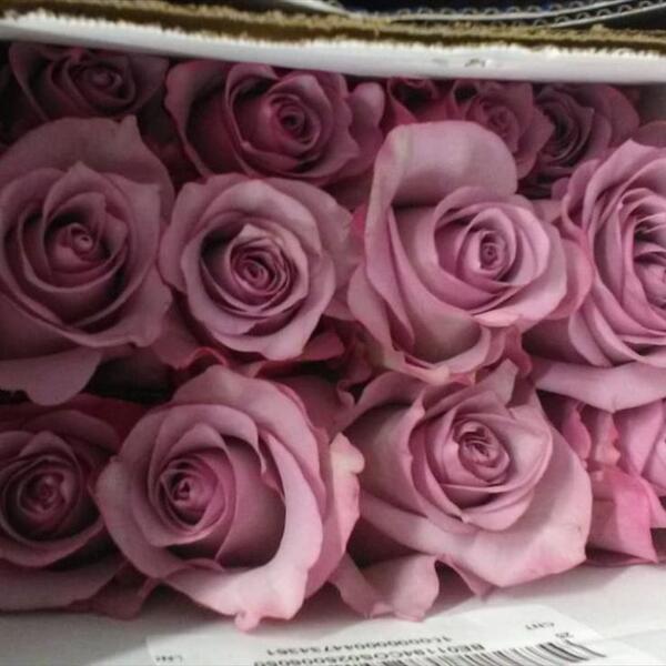 ROSA IMP. 50CM *PURE PURPLE*