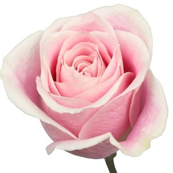 ROSA IMP. 50CM *ROSITA VENDELA*