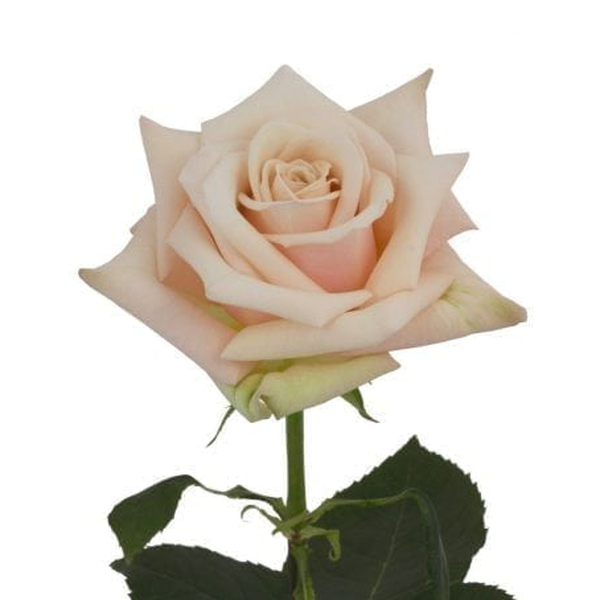 ROSA IMP. 50CM *SAHARA*