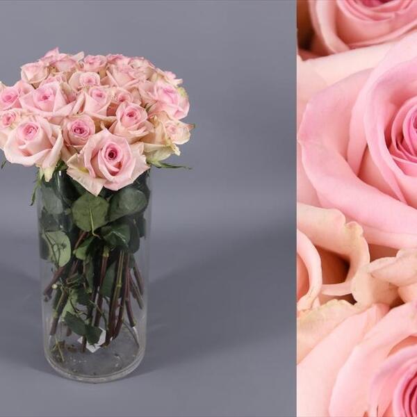 ROSA IMP. 50CM *SOPHIE*