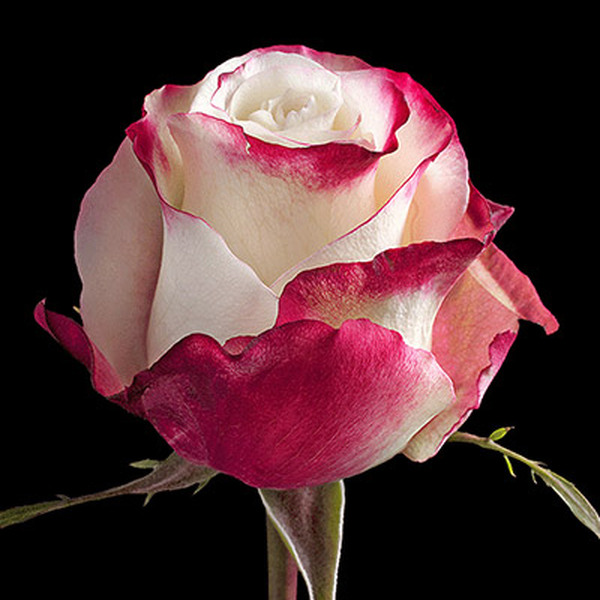 ROSA IMP. 50CM *SWEETNESS*