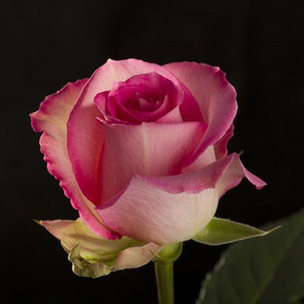 ROSA IMP. 50CM *SWEET UNIQUE*