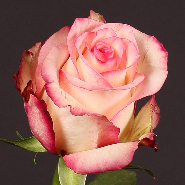 ROSA IMP. 50CM *TORMENTA*