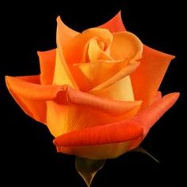 ROSA IMP. 50CM *VODOO*