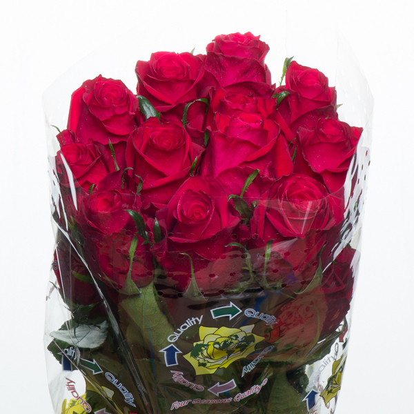 ROSA IMP. 50CM WELLY *BRAVE*