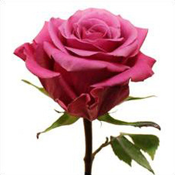 ROSA IMP. 50CM WELLY *BREEZER*