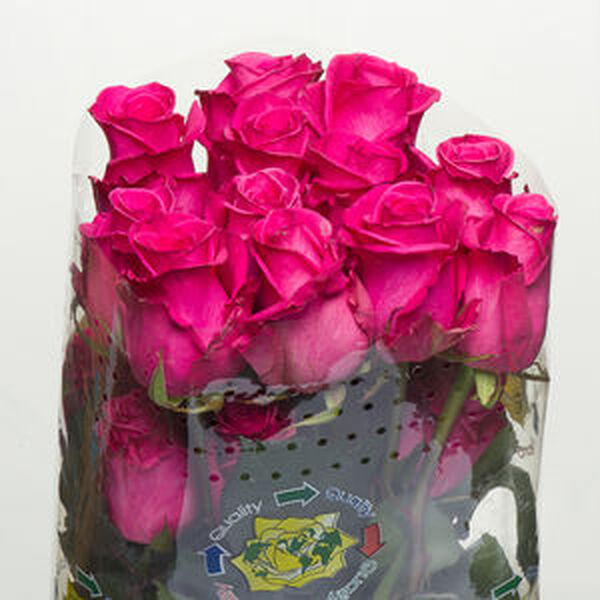 ROSA IMP. 50CM WELLY *COTTON CANDY*