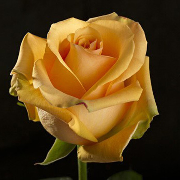 ROSA IMP. 50CM WELLY *CUMBIA*
