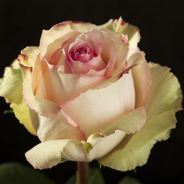 ROSA IMP. 50CM WELLY *ESPERANCE*
