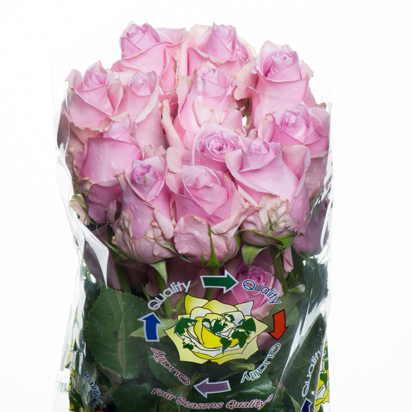 ROSA IMP. 50CM WELLY *NAUTICA*