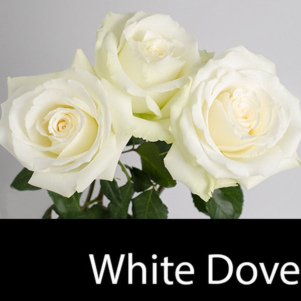 ROSA IMP. 50CM *WHITE DOVE*