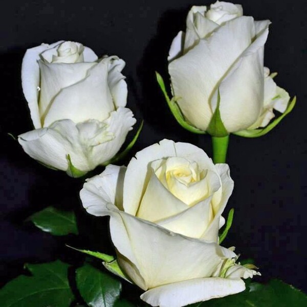 ROSA IMP. 50CM *WHITE CHOCOLATE* ECUADOR