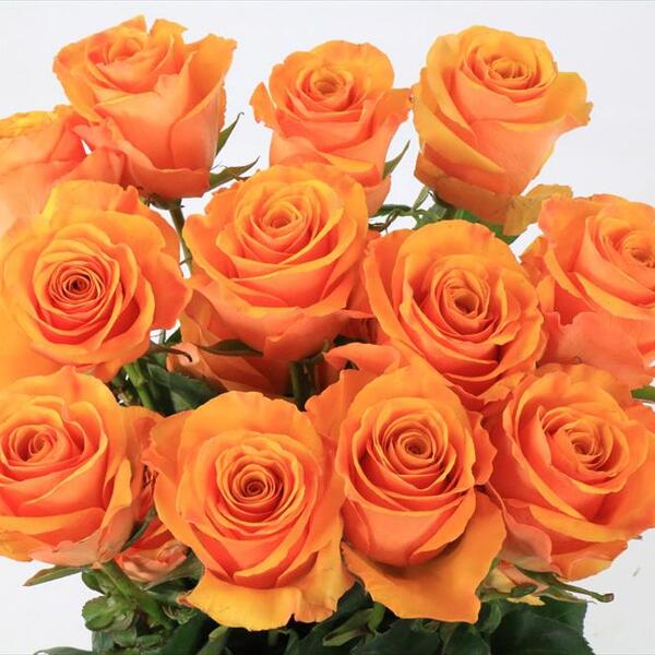 ROSA IMP. 60CM *TYCOON*