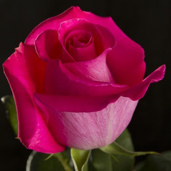 ROSA IMP. 60CM AAALTA *TOPAZ* 