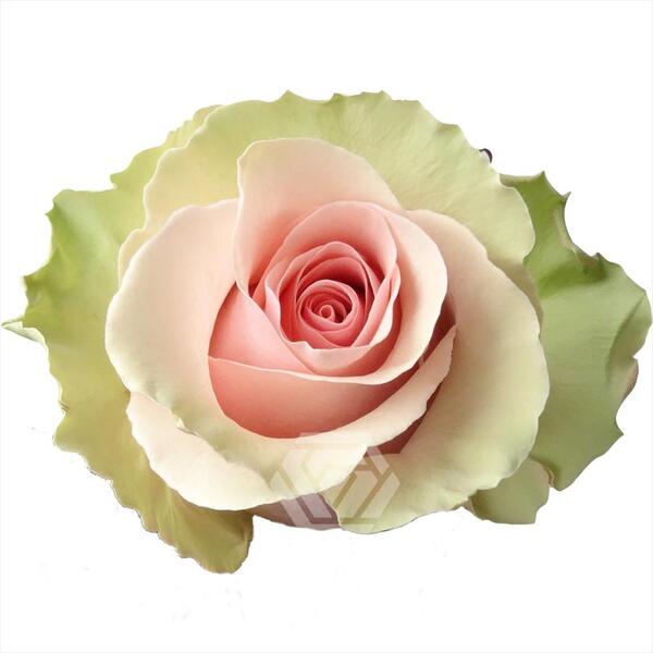 ROSA IMP. 60CM *ABSOLUT IN PINK*