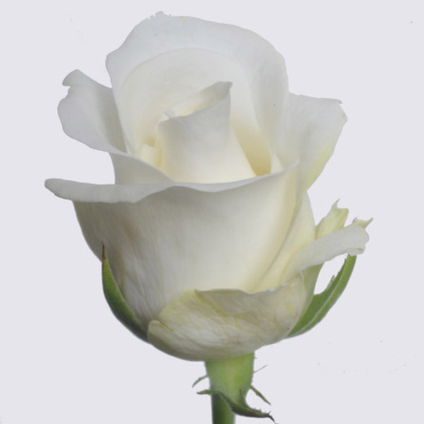ROSA IMP. 60CM *AKITO* ECUADOR