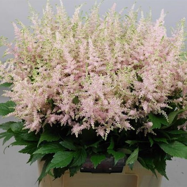 ASTILBE EUROPA 60CM