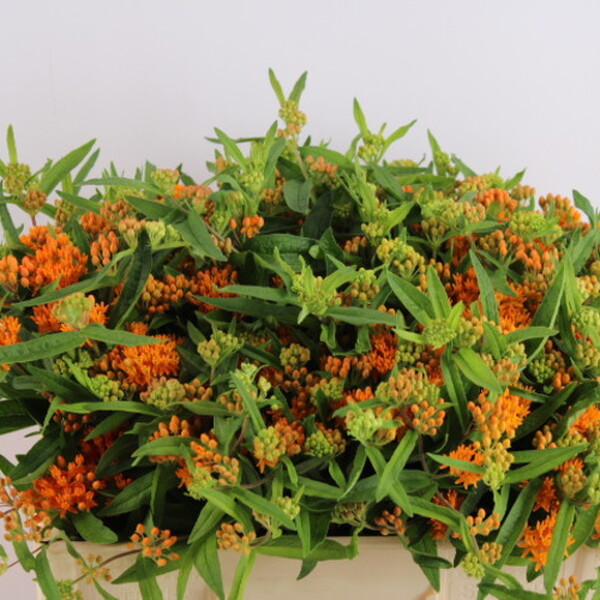 ASCLEPIA TUBEROSA ORANGE 40CM