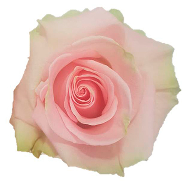 ROSA IMP. 60CM *BLESSING*