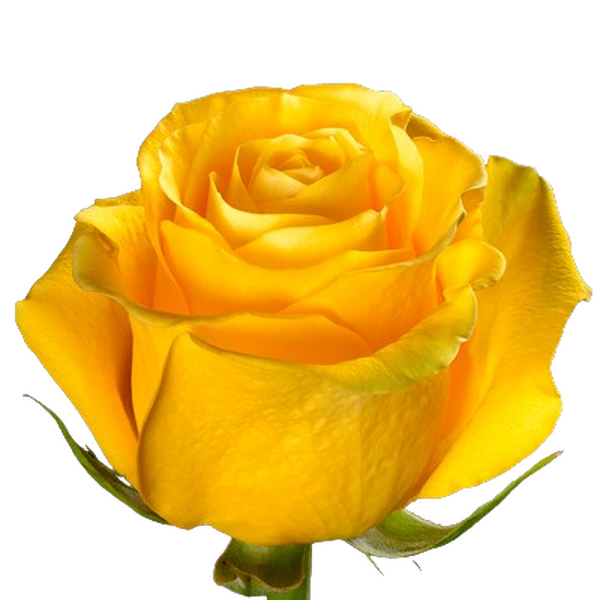 ROSA IMP. 60CM *BRIGHTON* 