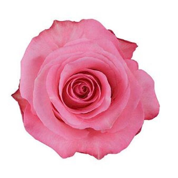 ROSA IMP. 60CM *CONQUISTA*