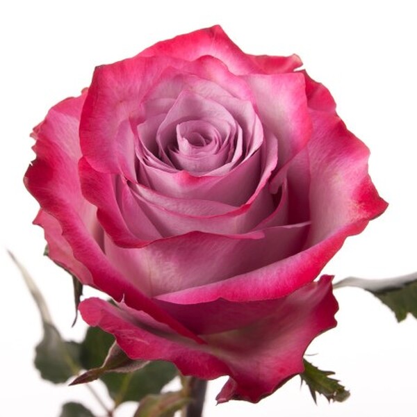 ROSA IMP. 60CM *DEEP PURPLE*