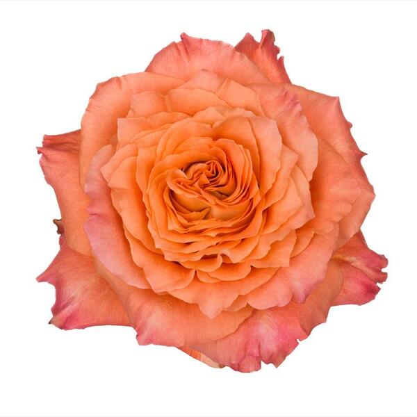 ROSA IMP. 60CM FREE SPIRIT