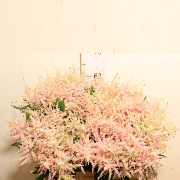 ASTILBE EUROPA 70CM
