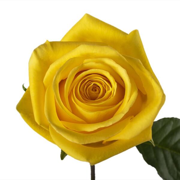 ROSA IMP. 60CM *GOLDFINCH* 