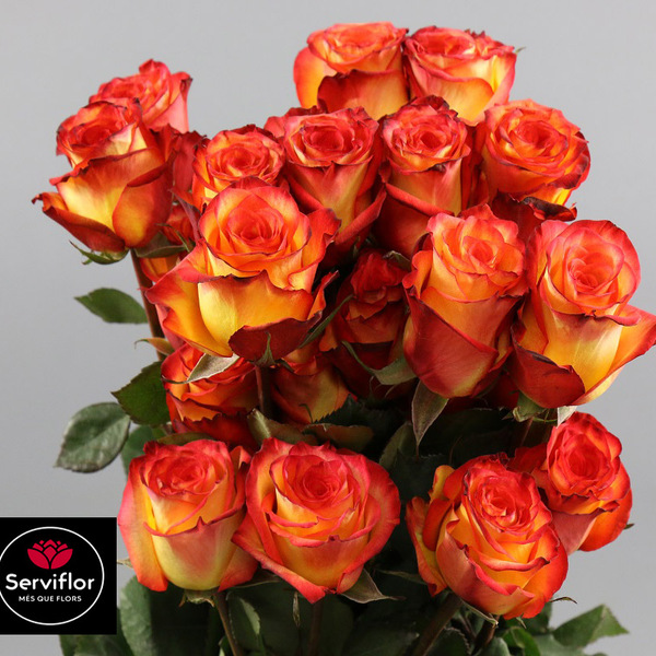 ROSA IMP. 60CM HIGH & YELLOW MAGIC 