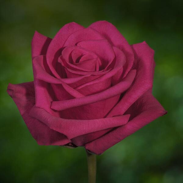 ROSA IMP. 60CM *HOT EXPLORER* FUCSIA