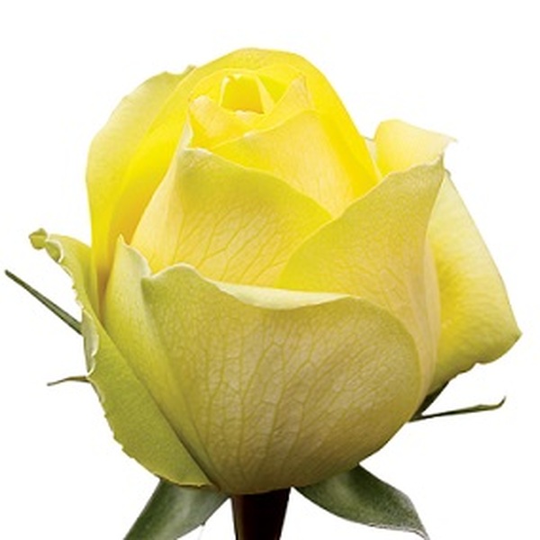 ROSA IMP. 60CM *LATINA* 