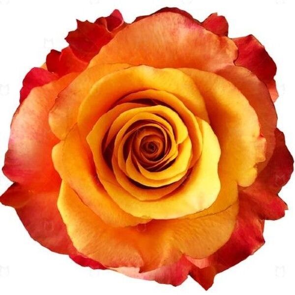 ROSA IMP. 60CM *LUMIA*