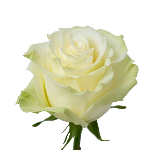 ROSA IMP. 60CM *MONDIAL* 