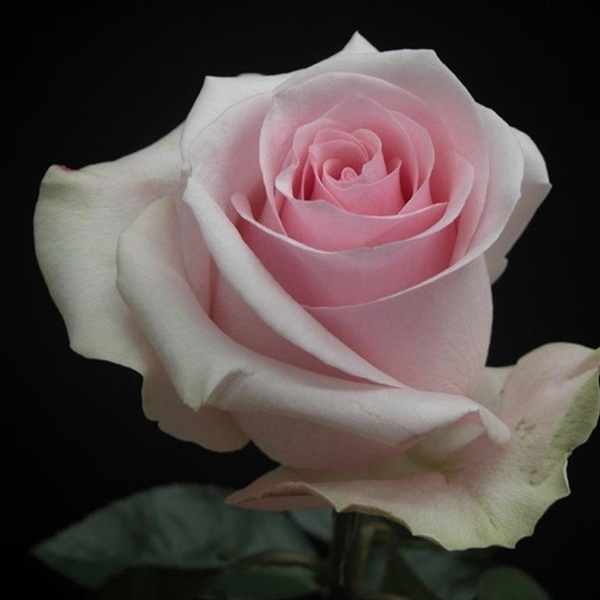 ROSA IMP. 60CM *NOVIA*