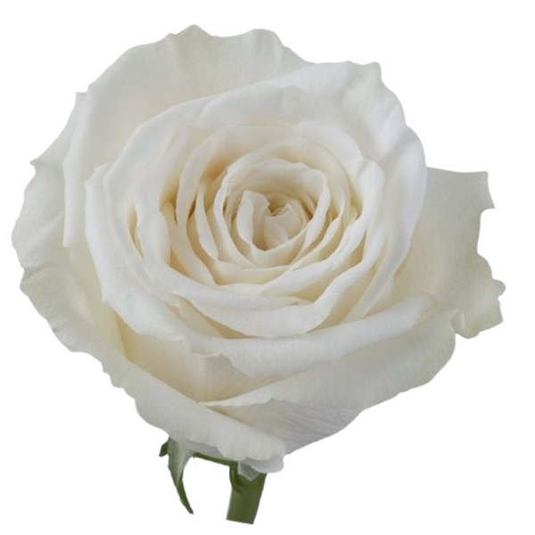 ROSA IMP. 60CM PLAYA BLANCA 