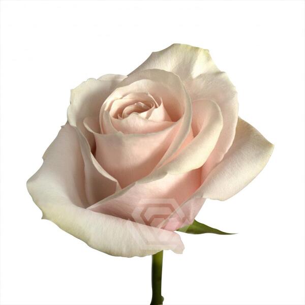 ROSA IMP. 60CM *POMAROSA*