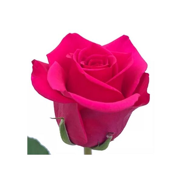 ROSA IMP. 60CM *QUEEN BERRY*