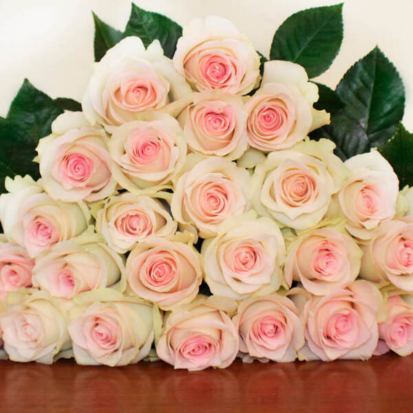 ROSA IMP. 60CM *RAGAZZA*