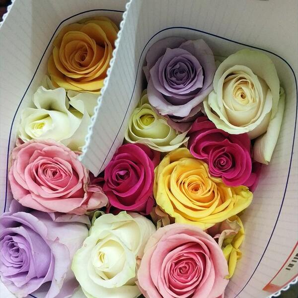 ROSA IMP. RAINBOW 60CM