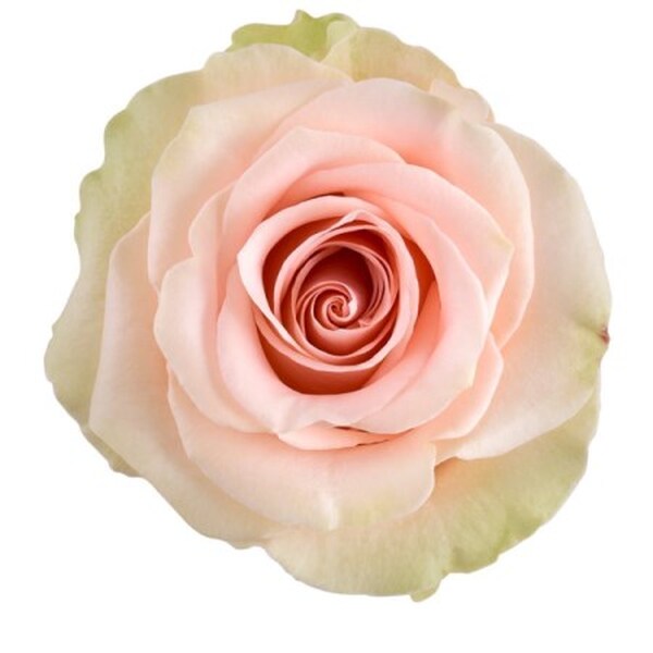 ROSA IMP. 60CM *SALMA*