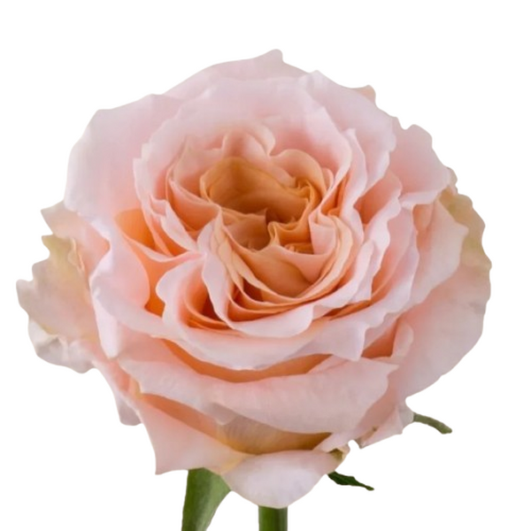 ROSA IMP. 60CM *SHIMMER* 